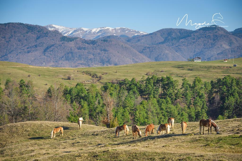 Potcoava Mountain Hideaway Hotel Runcu  Buitenkant foto